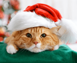 Προϊόντα γάτας online petshop gatoskilo.gr